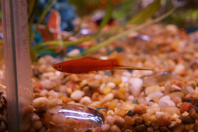 Erkek Kılıç Kuyruk Balığı