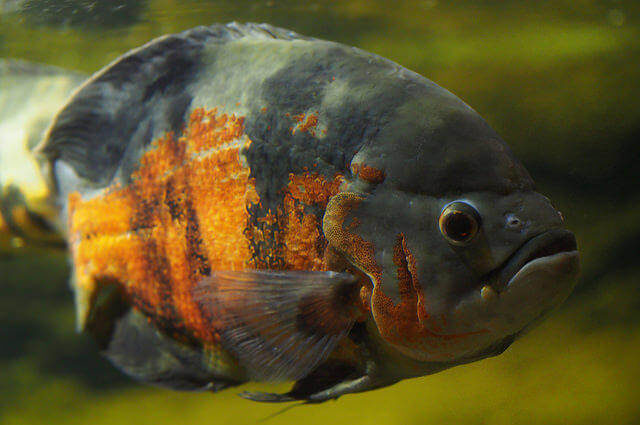 Kaplan Oscar Balığı