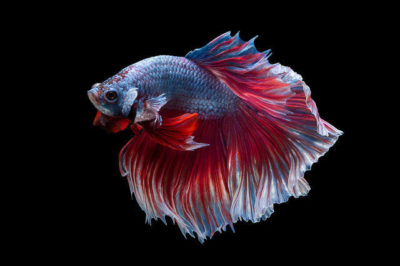 Kavgacı Siyam Balığı