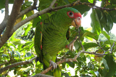 Kırmızı Gözlüklü Amazon - Amazona pretrei