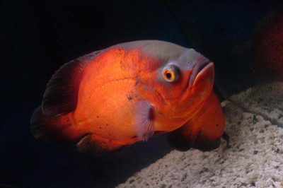 Kırmızı Oscar Balığı