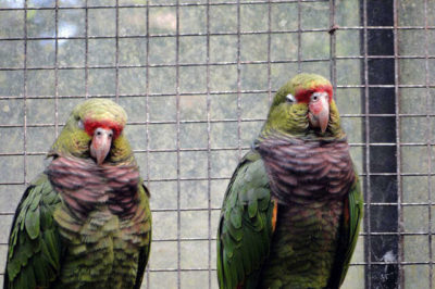 Kızıl Karınlı Amazon - Amazona vinacea