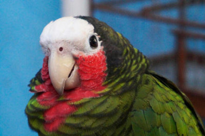 Küba Amazonu - Amazona leucocephala