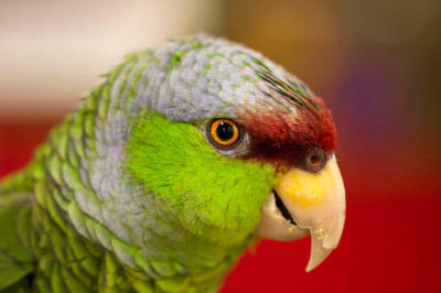 Leylak Tepeli Amazon - Amazona finschi