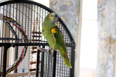 Mavi Alınlı Amazon - Amazona aestiva