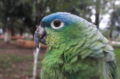 Mealy Amazon Papağanı - Amazona farinosa