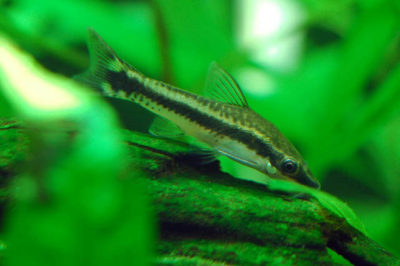 Otocinclus Affinis Balığı
