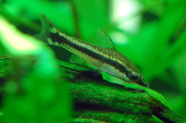 Otocinclus Affinis Balığı
