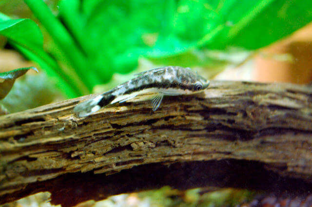 Otocinclus Balığı