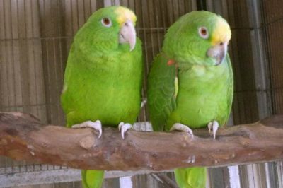 Panama Amazonu - Amazona panamensis