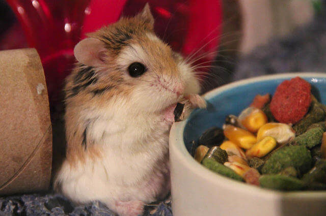 Roborovski Hamster Beslenme