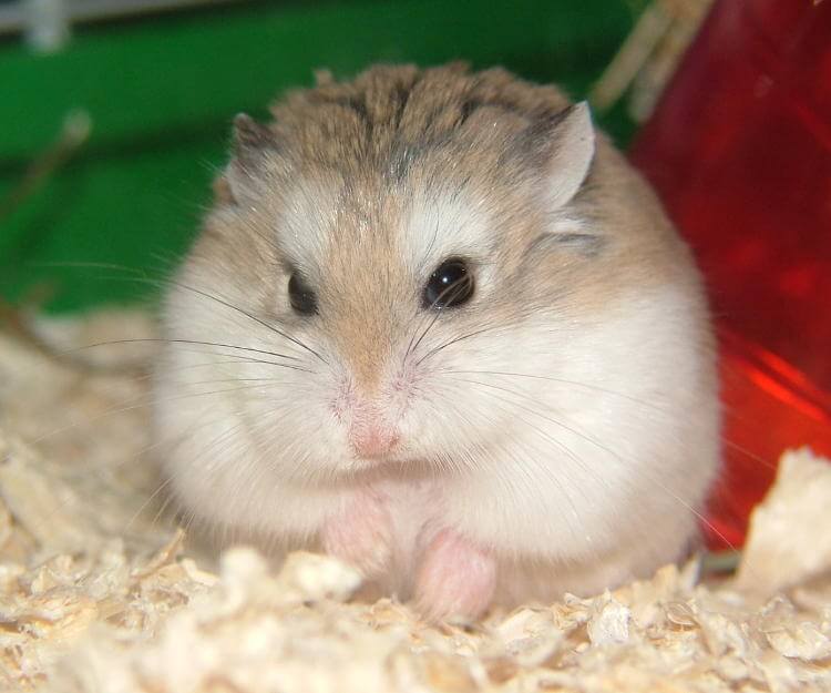 Roborovski Hamster