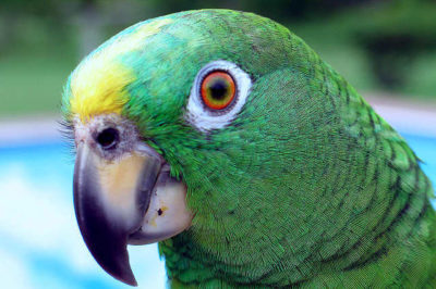Sarı Alınlı Amazon Papağanı - Amazona ochrocephala
