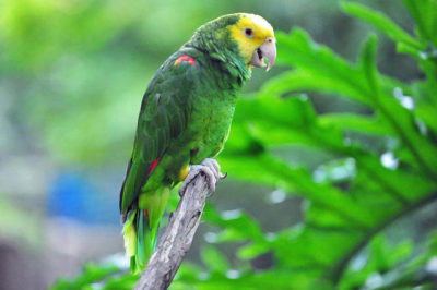 Sarı Kafalı Amazon Papağanı - Amazona oratrix