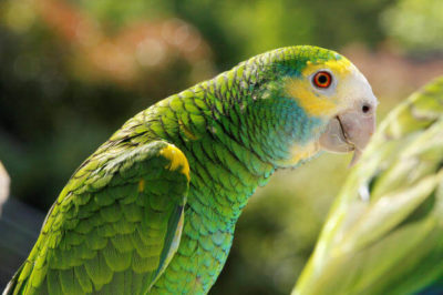 Sarı Omuzlu Amazon - Amazona barbadensis