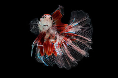 Saydam Kuyruklu Beta Balığı