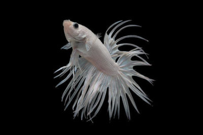 Taç Kuyruk Beta Balığı