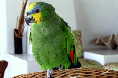 Turuncu Kanatlı Amazon - Amazona amazonica