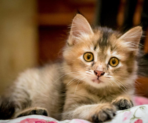 Yavru Kedi Bakımı evcil hayvan market