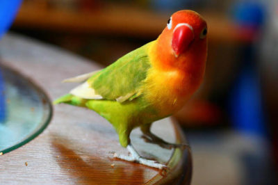 Cennet Papağanı - Agapornis fischeri