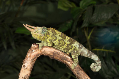 Chamaeleo jacksonii - Jackson Bukalemunu