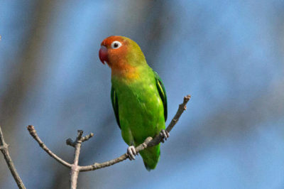 Çilek Kafalı Sevda Papağanı - Agapornis lilianae