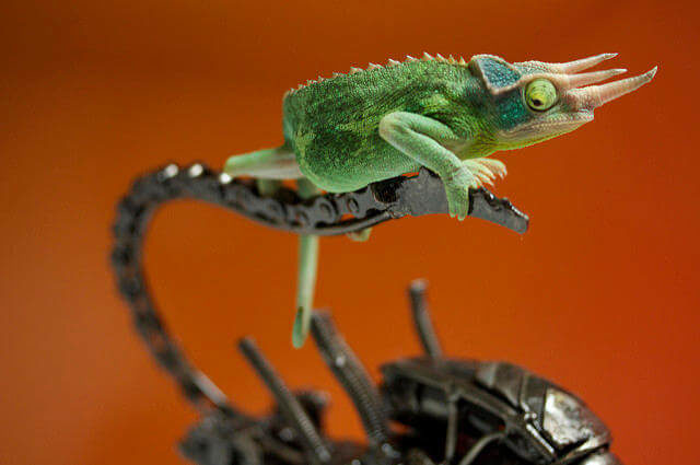 Evcil Jackson Bukalemunu