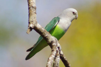 Gri Kafalı Sevda Papağanı - Agapornis canus