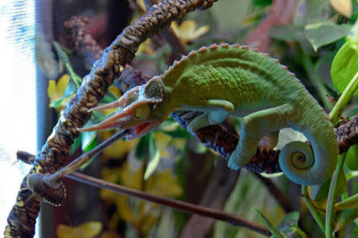 Jackson Bukalemunu Beslenme