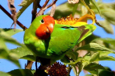 Kırmızı Yüzlü Sevda Papağanı - Agapornis pullarius