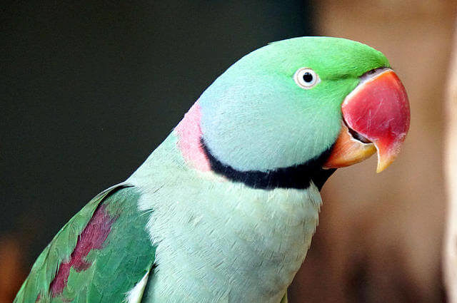 Psittacula eupatria - İskender papağanı