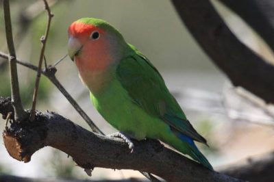 Şeftali Yüzlü Sevda Papağanı - Agapornis roseicollis