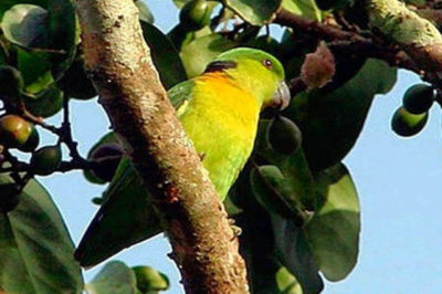 Siyah Enseli Sevda Papağanı - Agapornis swindernianus