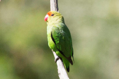 Siyah Kanatlı Sevda Papağanı - Agapornis taranta