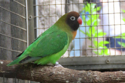 Siyah Yanaklı Sevda Papağanı - Agapornis nigrigenis