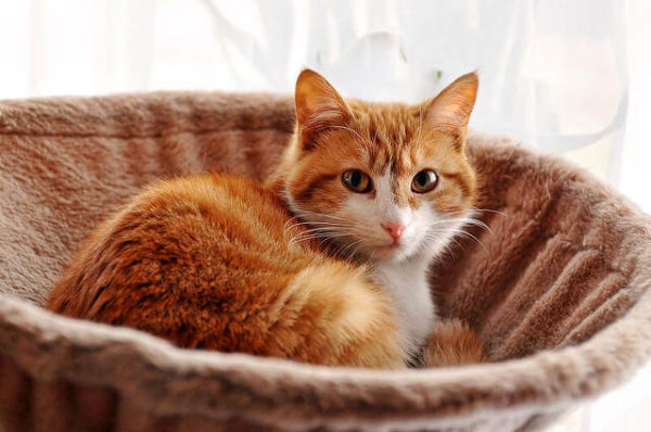 Yetişkin Kedi Bakımı ve Gerekli Malzemeler evcil hayvan market