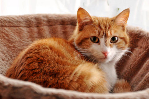 Yetişkin Kedi Bakımı