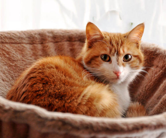 Kediler Hakk nda Bilgi Ve Kedi T rleri Evcil Hayvan Market kediler-hakk-nda-bilgi-ve-kedi-t-rleri-evcil-hayvan-market