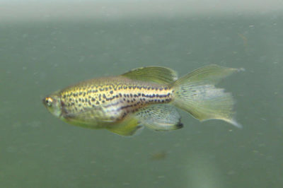 Panter Zebra Balığı