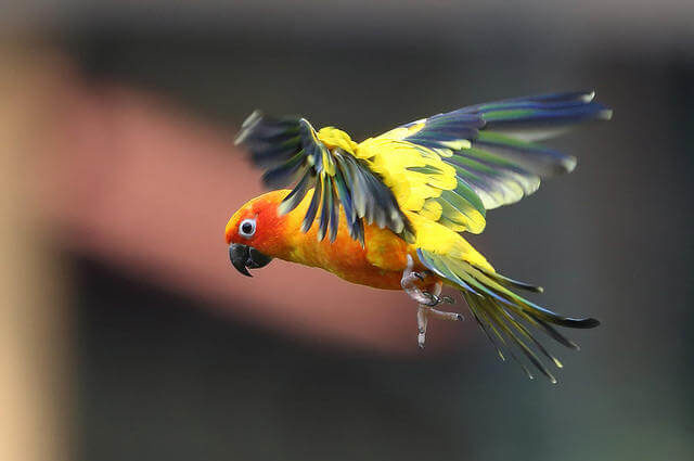 Aratinga solstitialis - Güneş Konur Papağanı