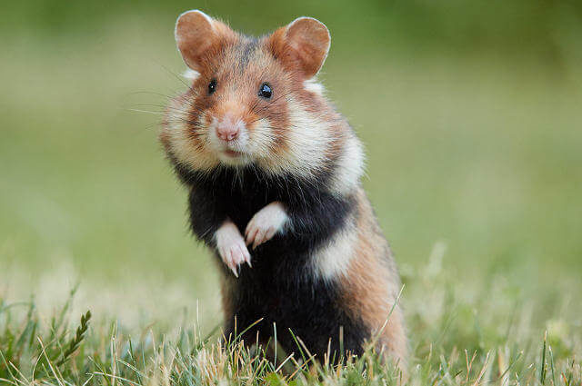 Cricetus cricetus - Avrupa Hamsteri