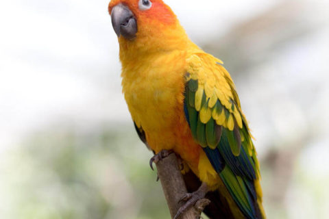 Güneş Konur Papağanı - Aratinga solstitialis