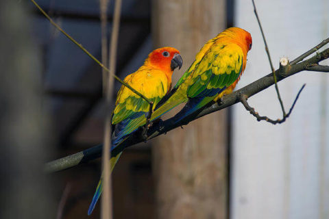 Güneş Konur Papağanları | evcil hayvan market