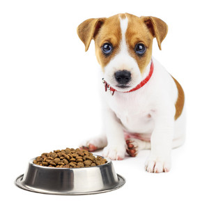 Yavru Köpek Maması