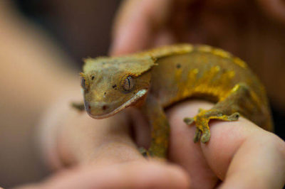 Rhacodactylus ciliatus - Tepeli Gecko