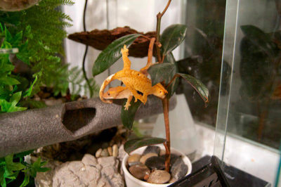 Tepeli Geko Teraryum