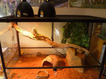 Sakallı Ejder Teraryum