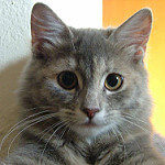 Kedi Besleyenler grubunun logosu