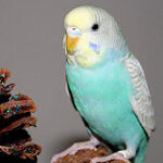 Muhabbet Kuşu Besleyenler grubunun logosu