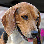 Köpek Besleyenler grubunun logosu